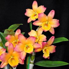 yellow and pink flowers are in a vase