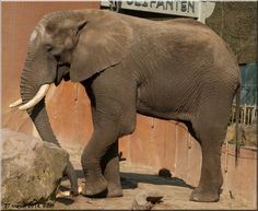 an elephant standing next to a large rock near a building with a sign on it's side