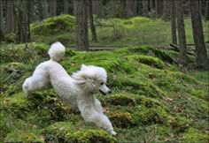 a white poodle running in the woods with moss on it's back legs