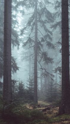 fog in the forest with tall pine trees