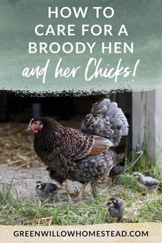 a chicken and her chicks in the grass with text overlay saying how to care for a broody hen and her chicks