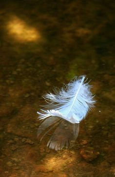 a white feather floating on top of water