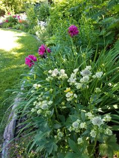 some pink and white flowers in the grass