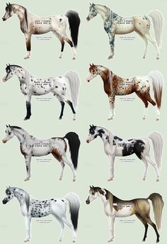 several different types of horses standing side by side on a light green background with words written below them