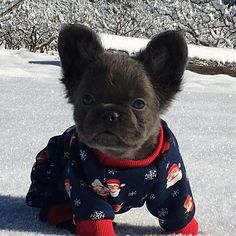 a small black dog sitting in the snow wearing a christmas sweater and looking at the camera