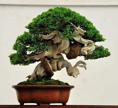 a bonsai tree in a pot on a table