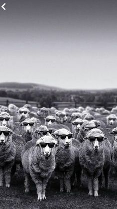 black and white photograph of sheep wearing sunglasses