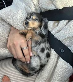 a person holding a small dog in their lap