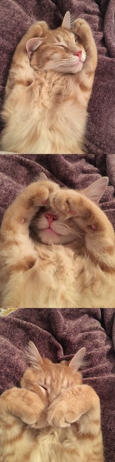 an orange cat laying on top of a bed covered in purple sheets and covering it's eyes