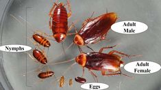 cockroaches and termites in an inclosure on a glass plate