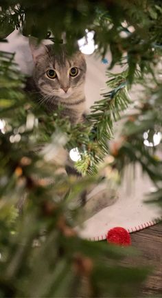 a cat peeking through the branches of a christmas tree