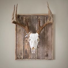 a deer skull mounted on a wooden wall