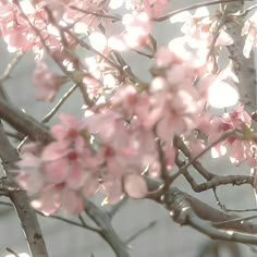 pink flowers are blooming on the branches of a tree