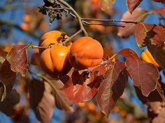 some oranges hanging from a tree with leaves and blue sky in the back ground