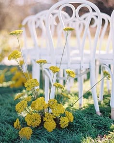 white chairs and yellow flowers in the grass