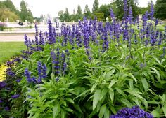 purple flowers are blooming in the garden