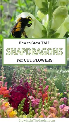 flowers with text overlay how to grow tall snapdragons for cut flowers