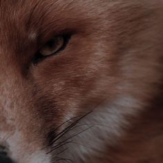 a close up view of the face of a red fox