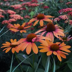 several orange and pink flowers in a garden