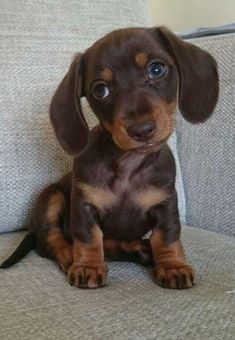 a brown and black puppy sitting on top of a couch