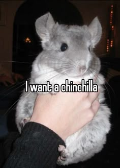 a person holding a hamster in their hand with the caption i want a chinchilla