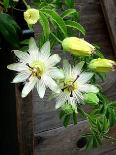 the flowers are blooming on the tree outside