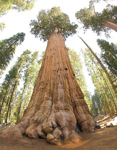 a large tree in the middle of a forest