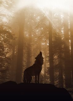 a lone wolf standing in the middle of a forest with fog and sun shining through the trees