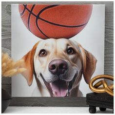 a dog with a basketball on it's head is next to a basket ball