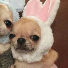 two small dogs wearing bunny ears on top of each other