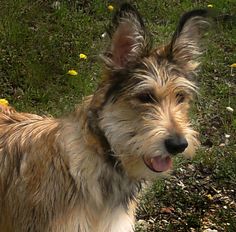 a small dog standing on top of a lush green field