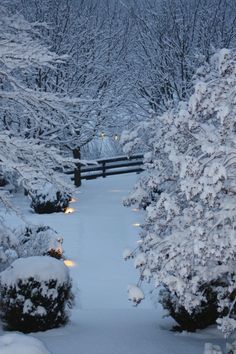 snow covered trees and bushes in front of a fence with lights on them at night