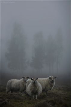 two sheep standing in the middle of a field on a foggy day with trees behind them