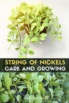 some green plants with the words, string of nickels care and growing on them