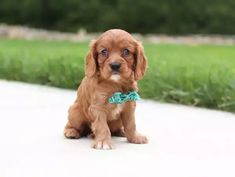 a small brown dog with a green bow tie