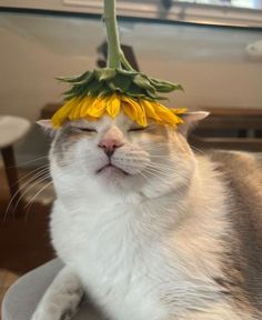 a cat with a sunflower on its head