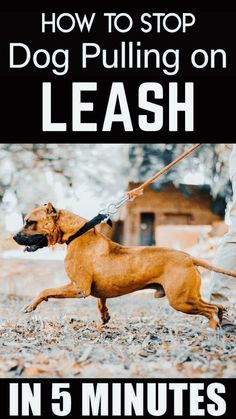 how to stop dog pulling on leash in 5 minutes or less with this easy guide