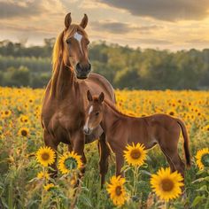 two brown horses standing in a sunflower field