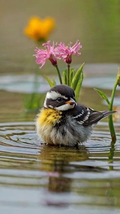 a small bird sitting on top of a body of water next to pink and yellow flowers