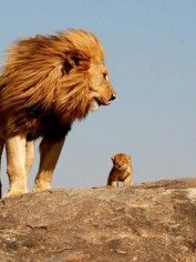 an adult lion standing on top of a rocky hill next to a small baby lion