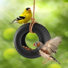 Swing Time Bird Feeder Homemade Bird Feeders, Tire Swing, Bird House Kits, Bird Aviary, Diy Bird Feeder, Old Tires, Diy Birds, How To Attract Birds, Two Birds