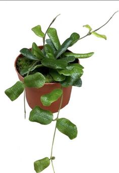 a potted plant with green leaves hanging from it's side on a white background