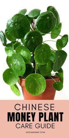 a potted plant with the words chinese money plant care guide