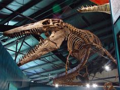 a large dinosaur skeleton in a museum exhibit