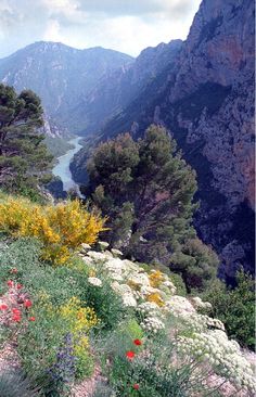 flowers and trees on the side of a mountain with a river in the distance behind them