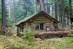 an old log cabin in the woods surrounded by trees