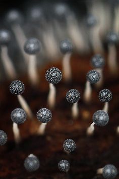 several small white and silver mushrooms on a table top with toothpicks sticking out of them