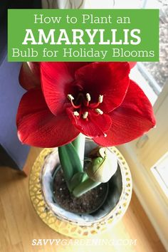 a red flower in a pot with text overlay how to plant an amaryllis bulb for holiday blooms