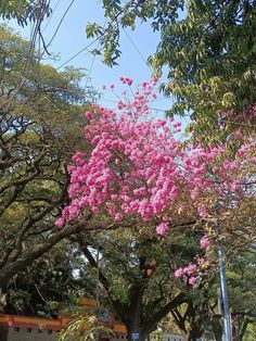 pink flowers are blooming on the trees in the city