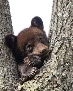 a brown bear cub peeking out from behind a tree